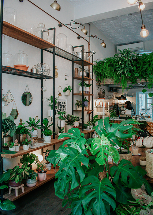 inside plant shop