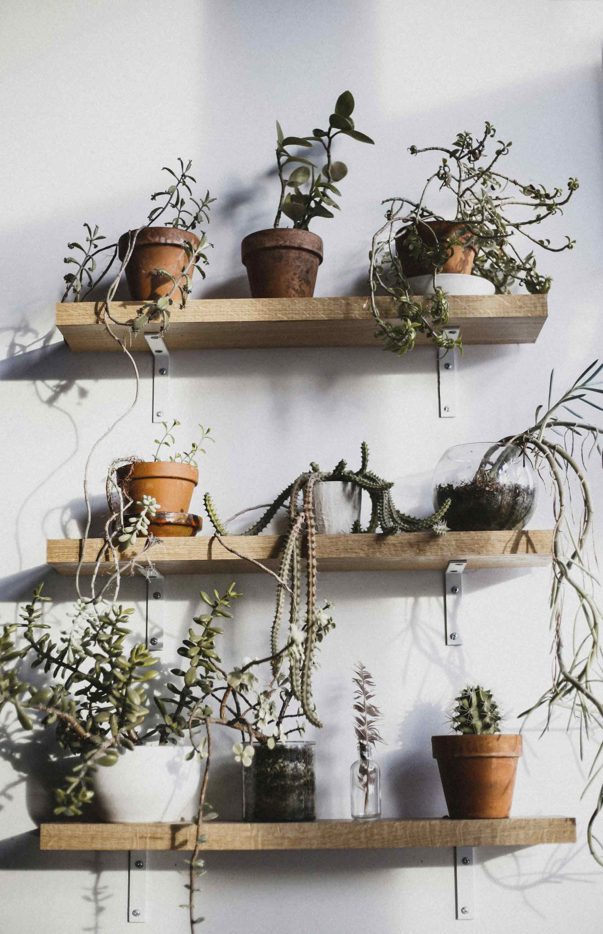 plants on three racks